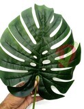 HOJA ARTIFICIAL BALAZO 36 CMS