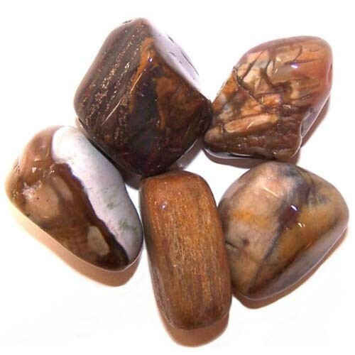 Kamienie półszlachetne Premium - Skamieniałe drewno