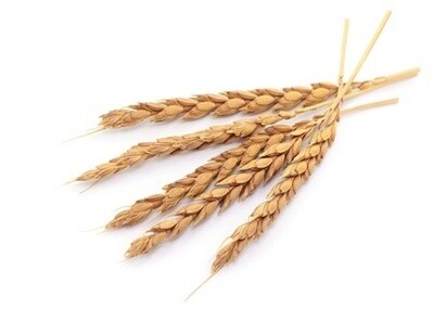 BIO Speise DINKEL (Urdinkel)