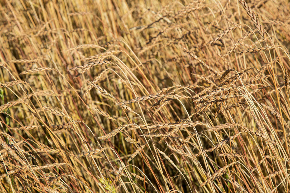 BIO Dinkel Teigwaren ohne Ei "LASSGANEBLÄTTER"