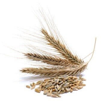 BIO Speise ROGGEN