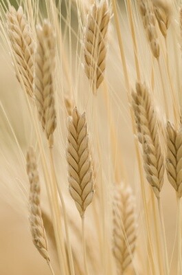 BIO Speise EINKORN