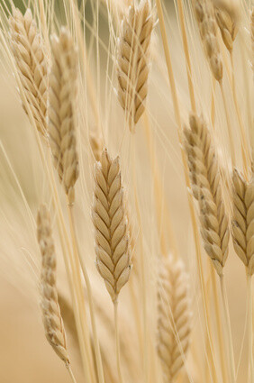 BIO Einkorn Flocken/Schrot