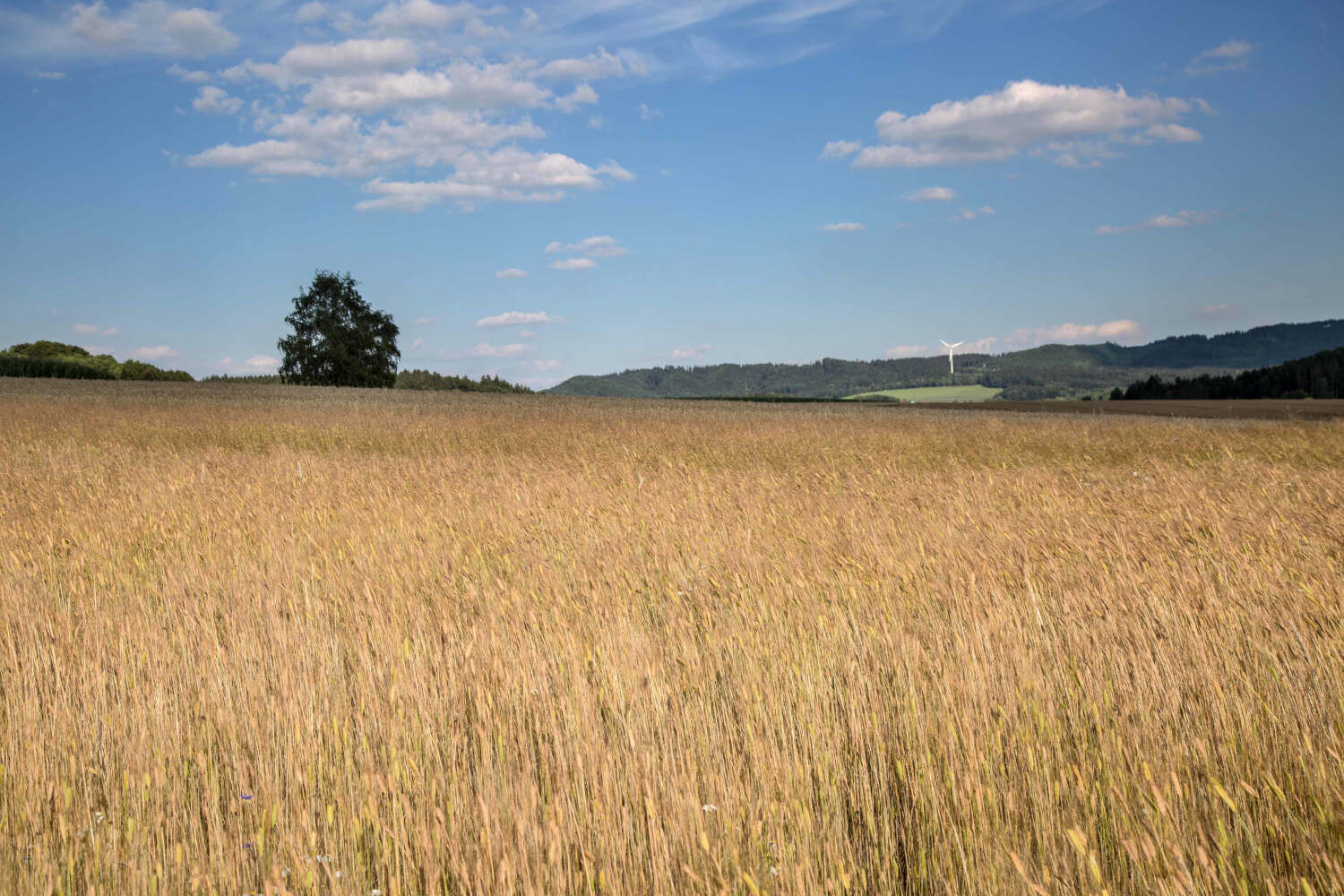 BIO Dinkel Teigwaren ohne Ei "FLECKERL"