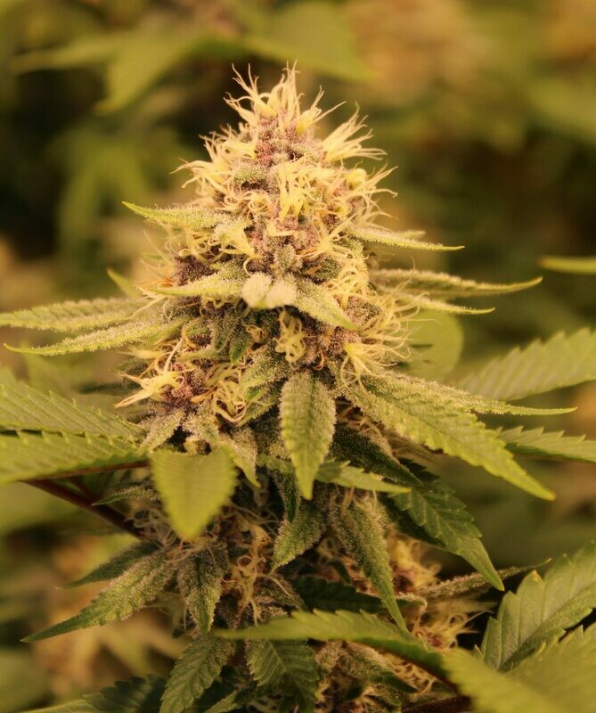 Liter O&#39; Cola - 12 Regular Seeds - Annunaki Genetics