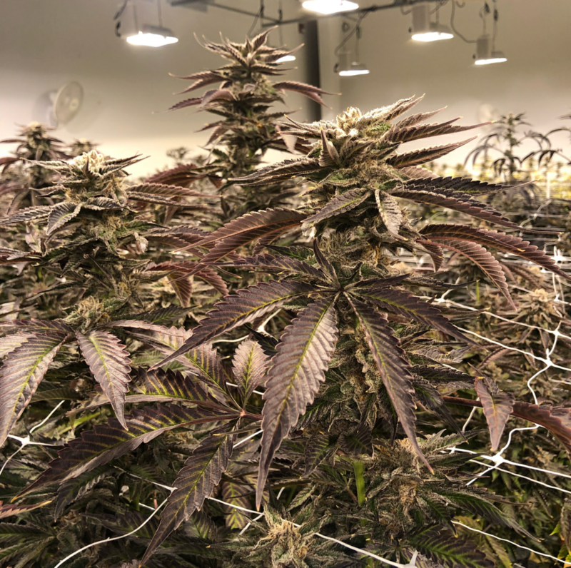 Prism - 12 Regular Seeds - Annunaki Genetics