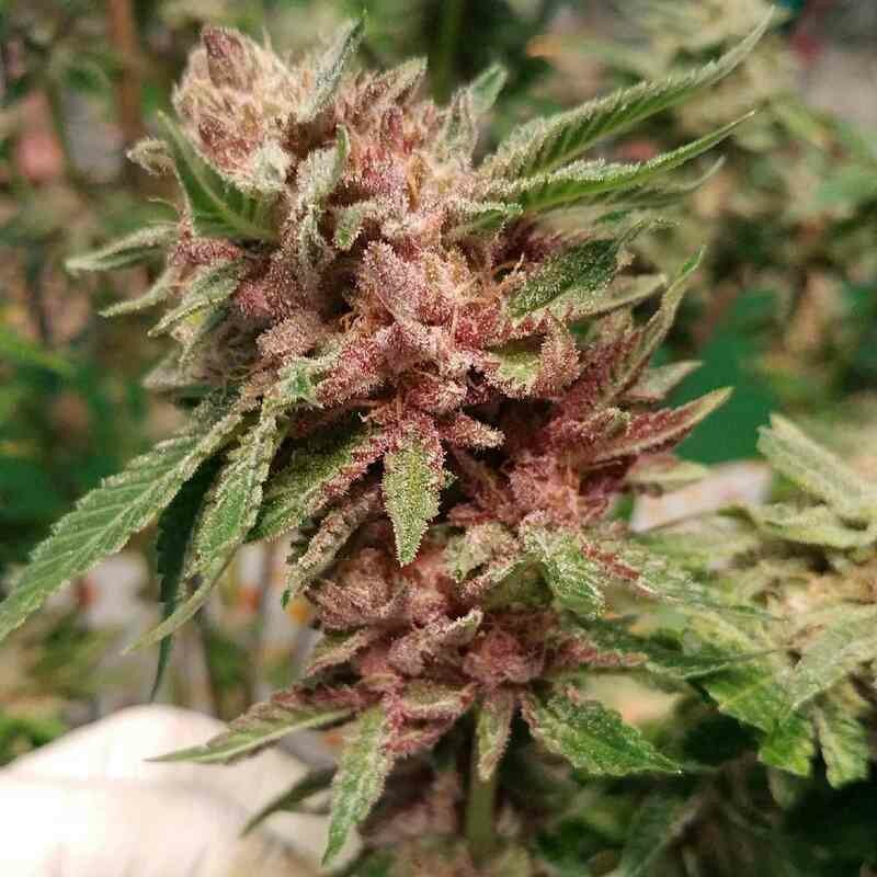 Show & Tell - 12 Regular Seeds - Annunaki Genetics