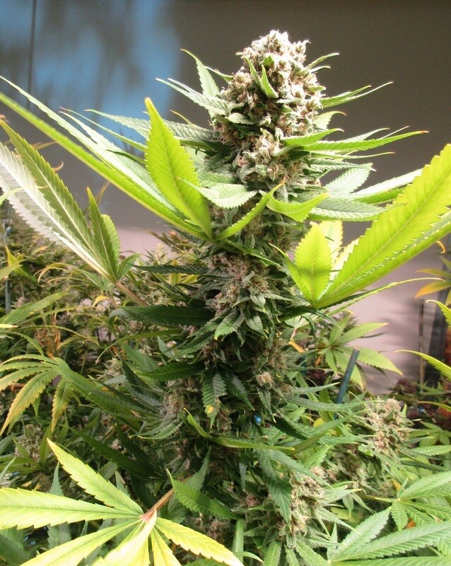 Sweet Blue Lilac - 12 Regular Seeds - Annunaki Genetics