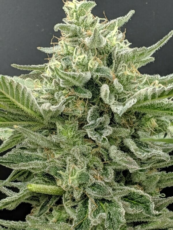 Stuck in Mendo - 16 Regular Seeds - Twenty20 Mendocino