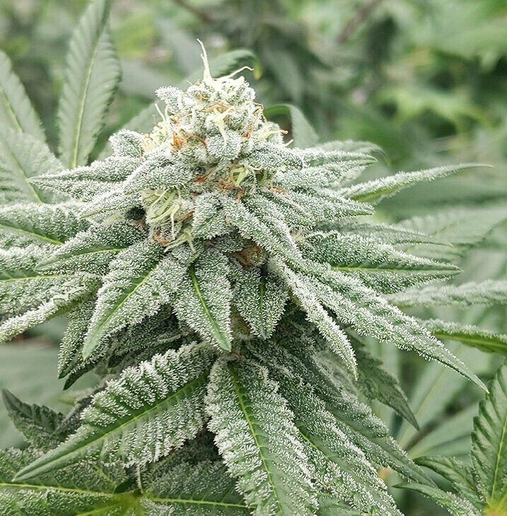 Made of Honor - 10 Feminized Seeds - Twenty20 Mendocino