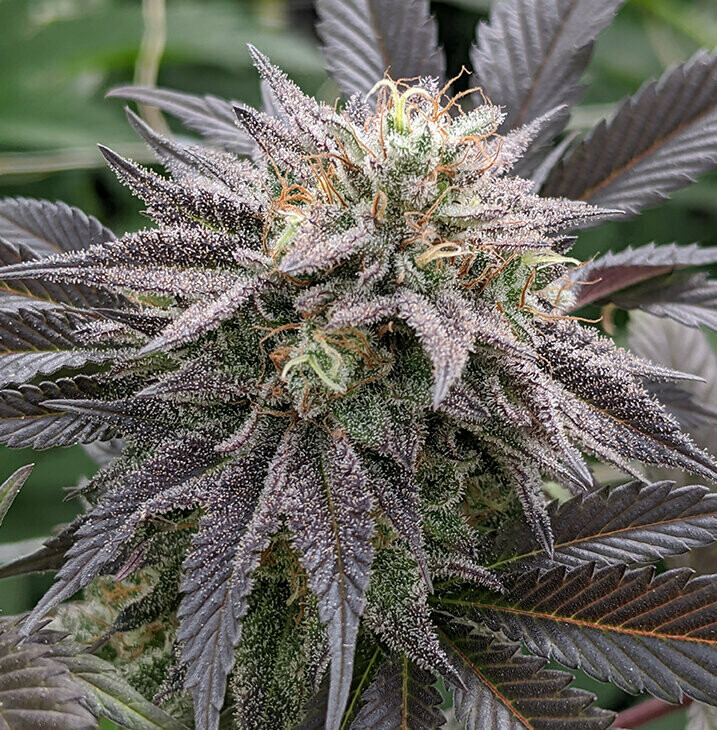 Avenue of The Giants - 6 Feminized Seeds - Twenty20 Mendocino
