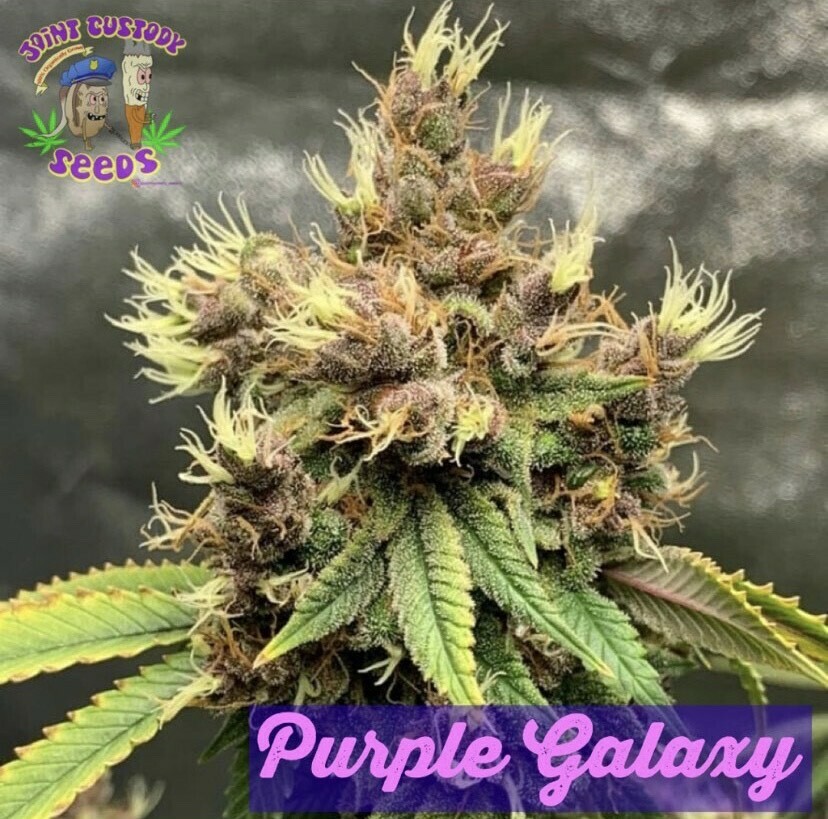 Purple Galaxy F2 - 12 Regular Seeds - Joint Custody