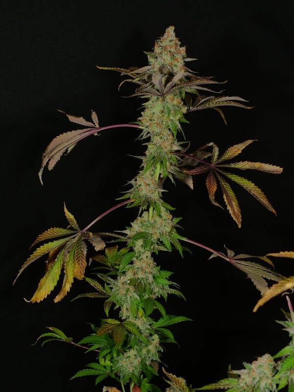 Anaphylaxis - 1000 Feminized Seeds - BULK SEEDS - Mass Medical Strains