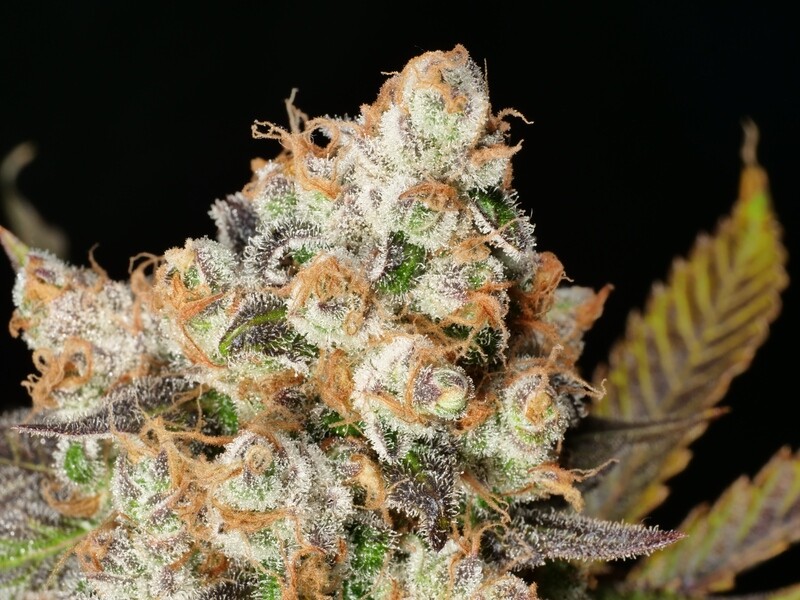Anaphylaxis - 500 Feminized Seeds - BULK SEEDS - Mass Medical Strains