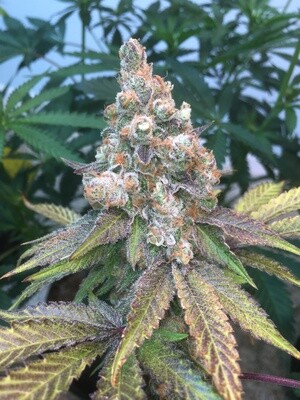 Anaphylaxis - 7 Feminized Seeds - Mass Medical Strains