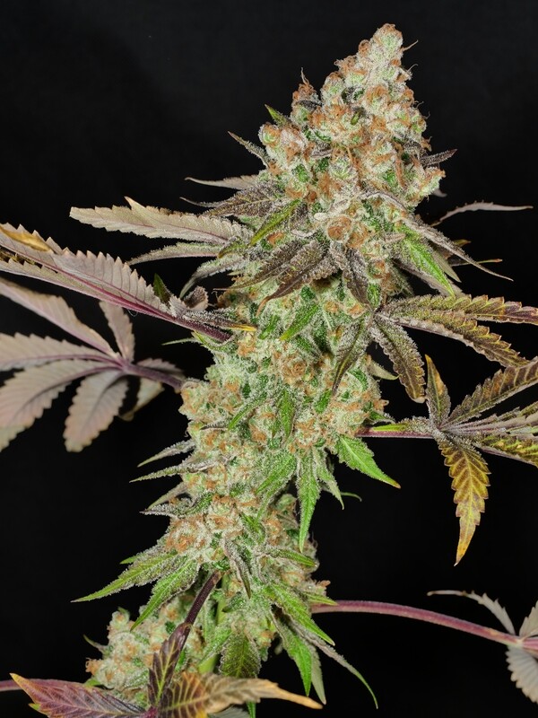 Anaphylaxis - 100 Feminized Seeds - BULK SEEDS - Mass Medical Strains