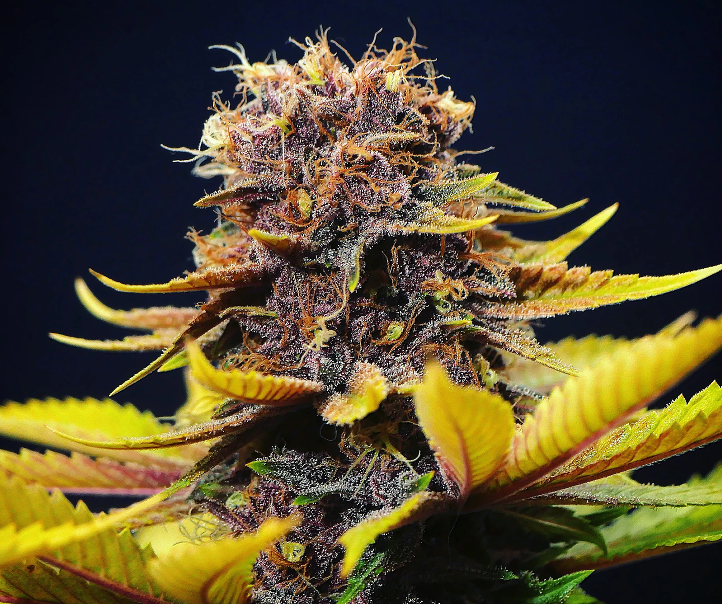 Star Pupil S1 - 7 Feminized Seeds - Mass Medical Strains
