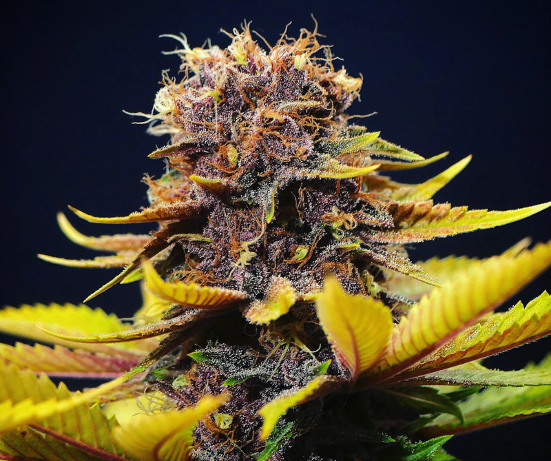 Star Pupil S1 - 7 Feminized Seeds - Mass Medical Strains