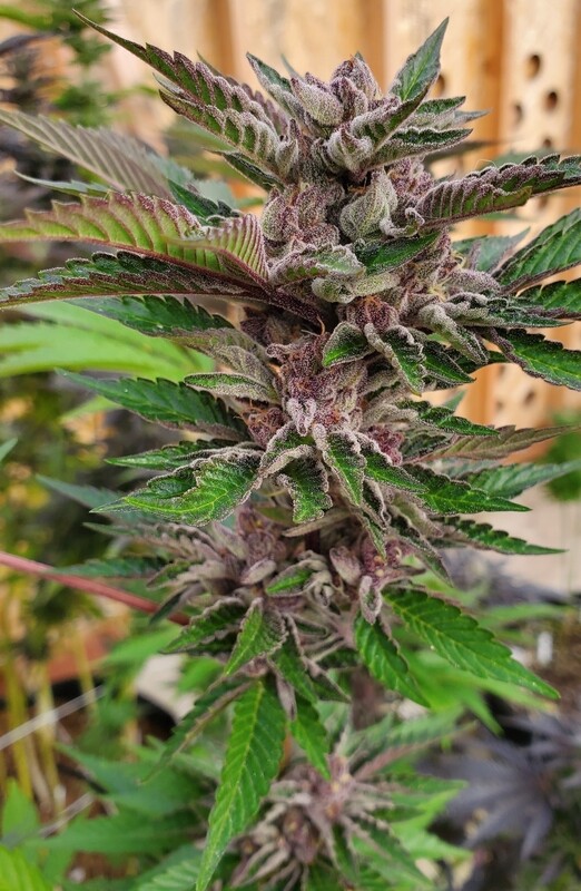 Star Wreck - 11 Regular Seeds - Fire Farms
