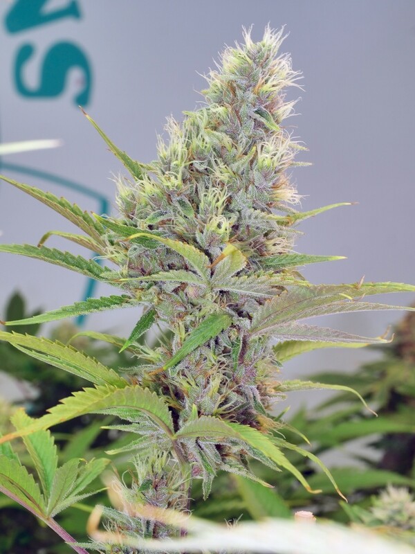 Chick Magnet - 500 Feminized Seeds - BULK SEEDS - Mass Medical Strains