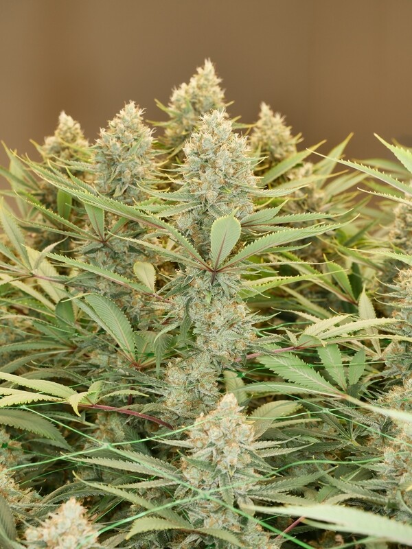 Prayer Pupil - 13 Regular Seeds - Mass Medical Strains