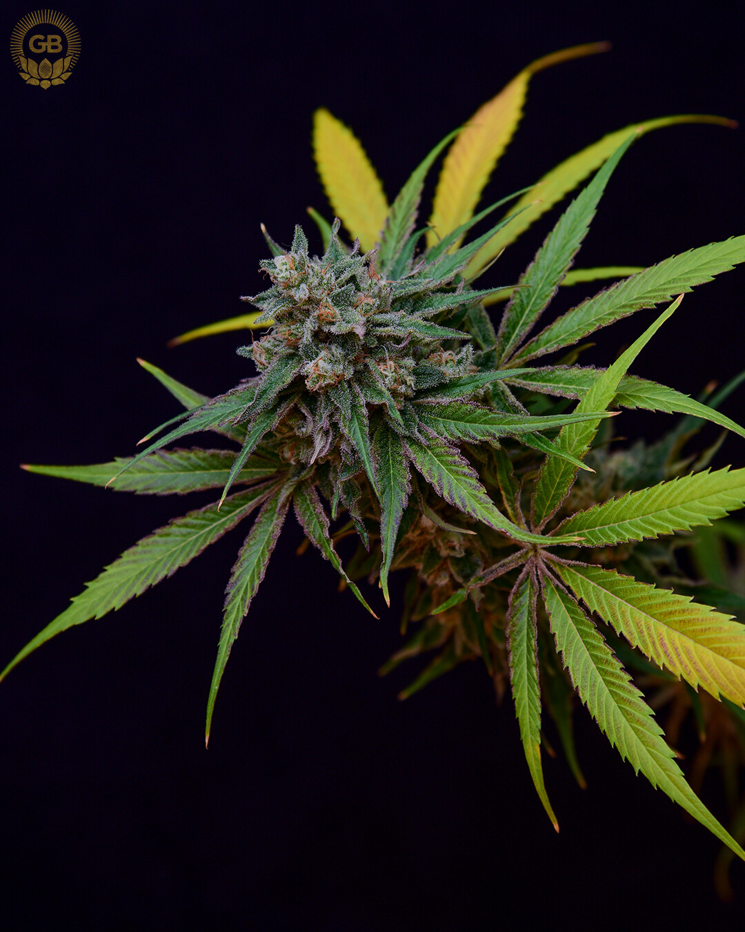 AC/DC x ACDC 78 - 21 Regular Seeds - Green Bodhi