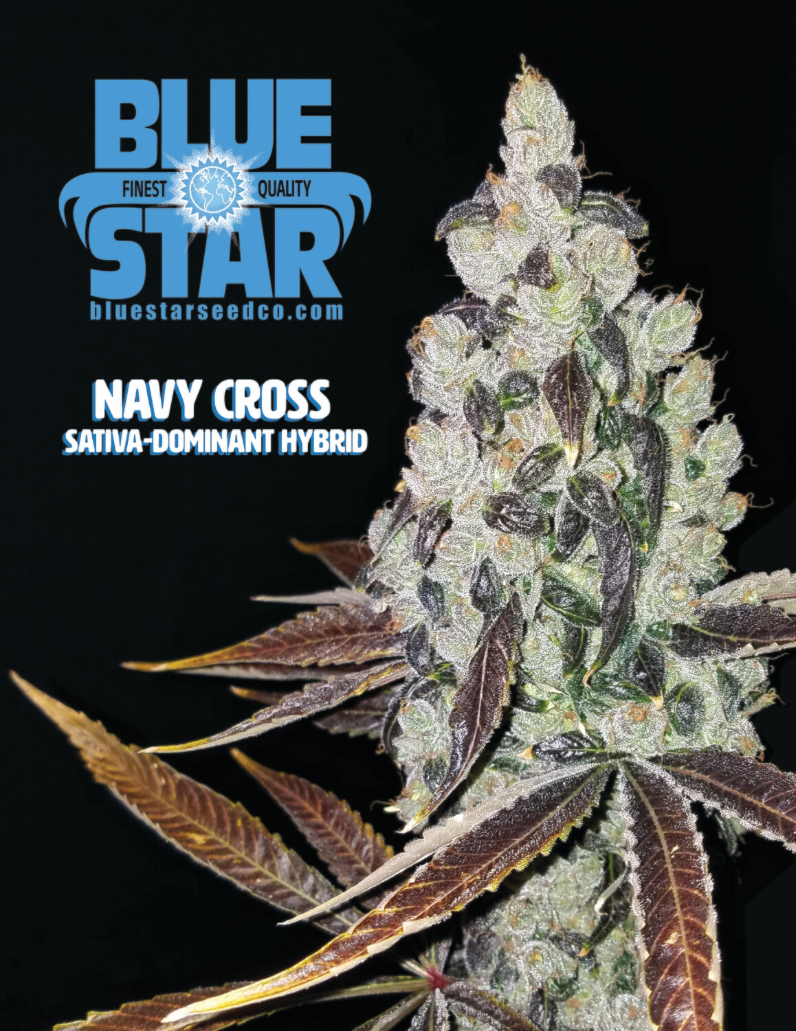 Navy Cross - 13 Regular Seeds - Blue Star (Includes Free 5pk Blue Grease Inside!)