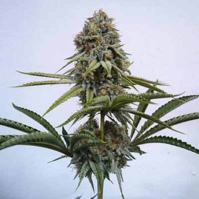 Champagne Grapes - 13 Regular Seeds - Old Anonymous - Plus Freebie (Out Of Body Experience x Mendo Breath F3)
