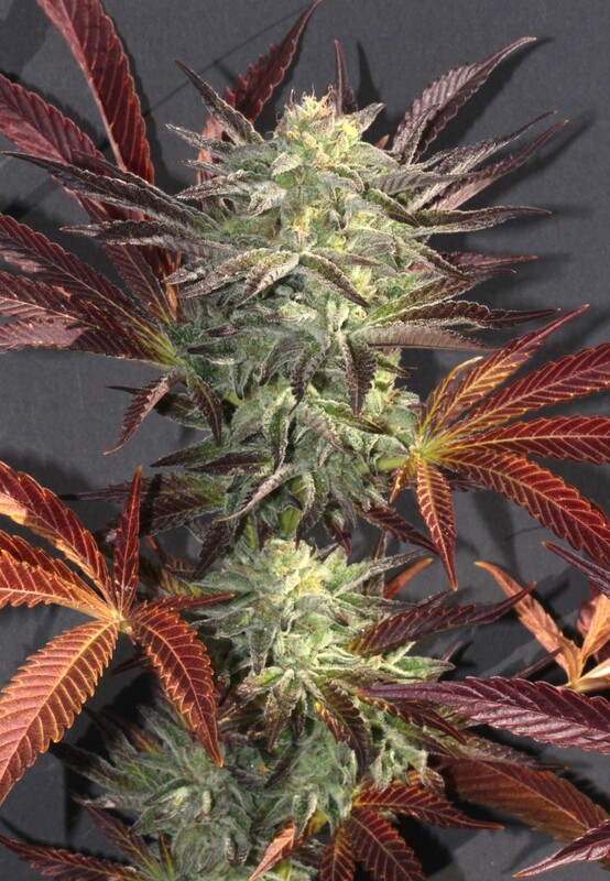 Accord - 6 Feminized Seeds - Mamiko Seeds
