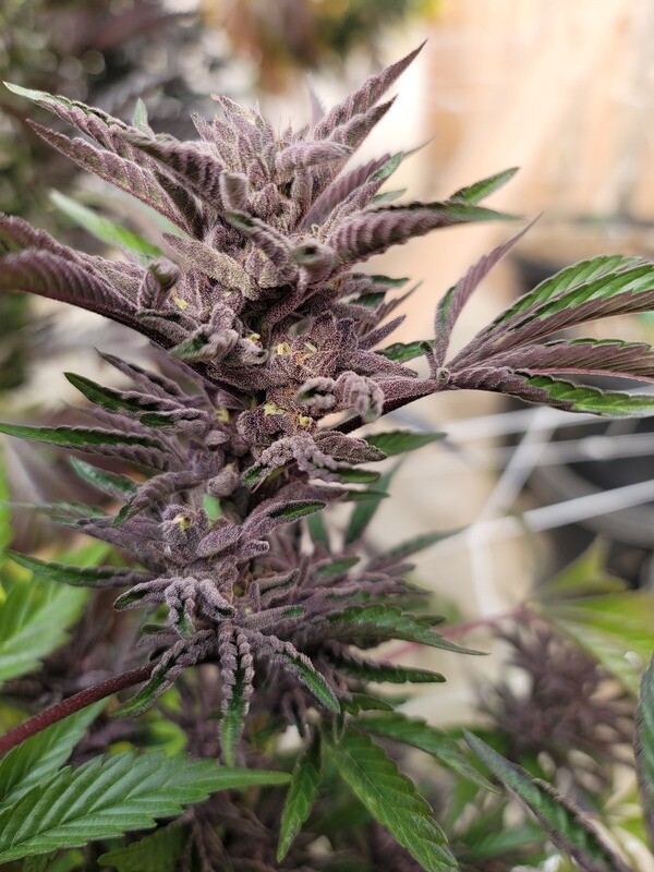 Wedding Mints - 11 Regular Seeds - Fire Farms