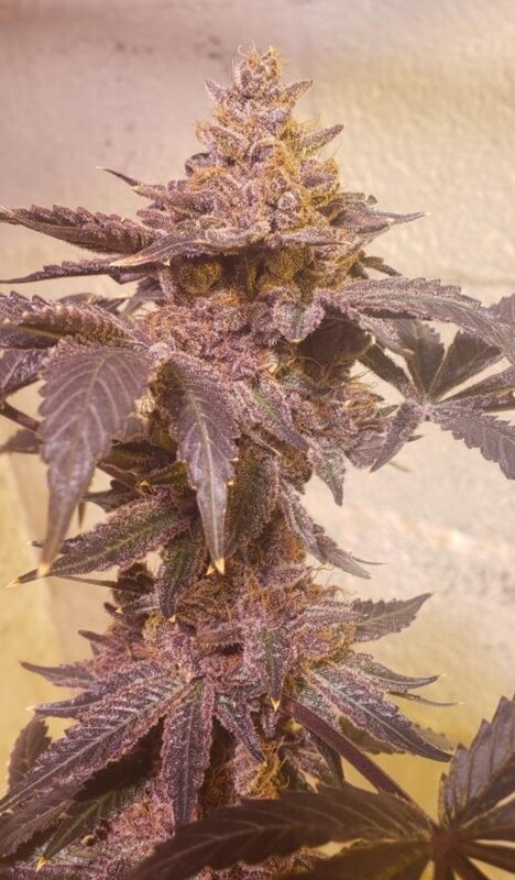Purple Meteor Shower - 13 Regular Seeds - Makua Meds