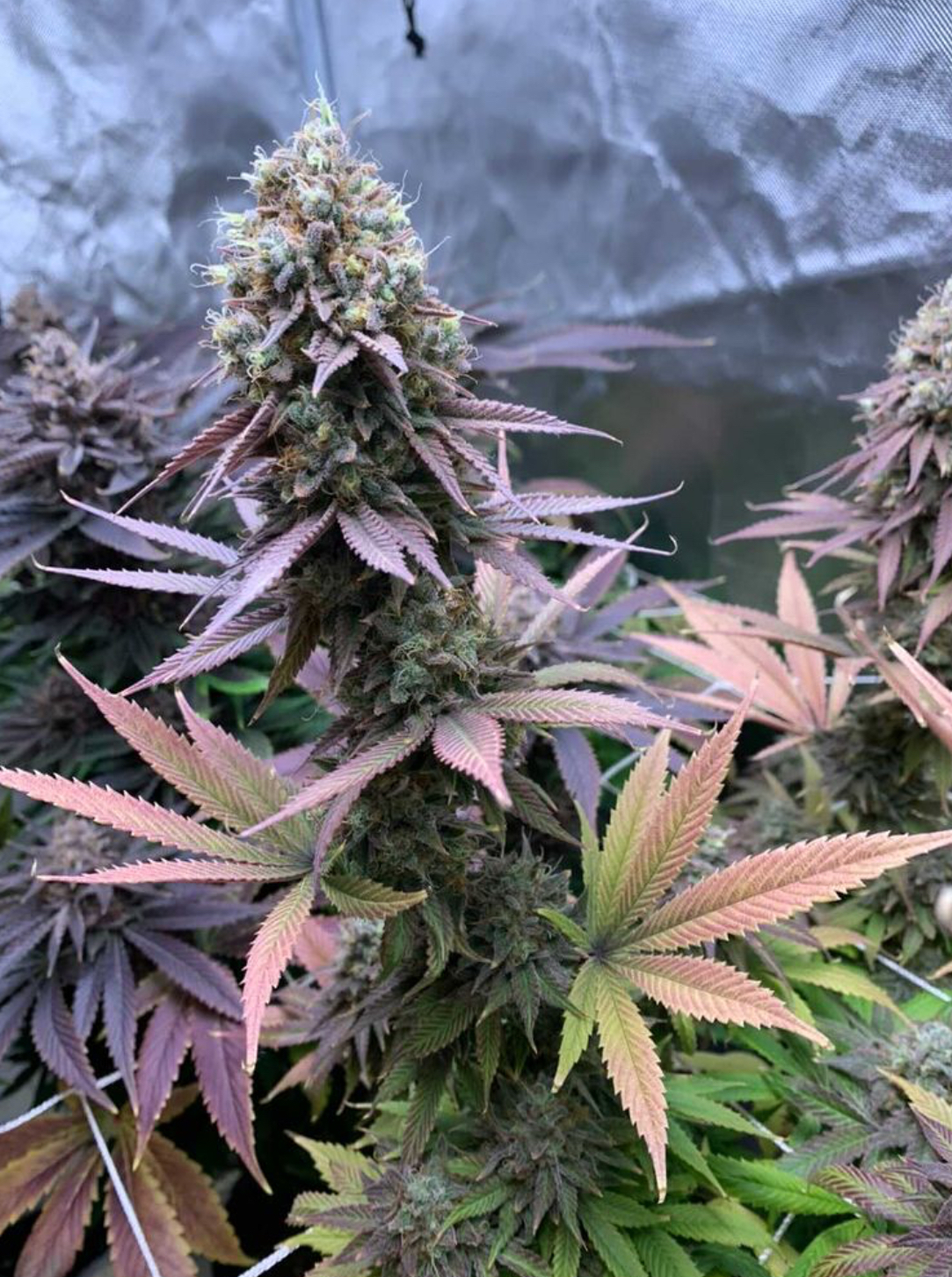 11+ Boston Cream Pie Strain HalleyJavier