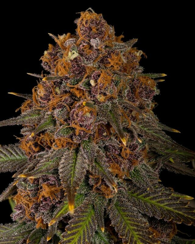 Mr. E Pupil - 7 Feminized Seeds - Mass Medical Strains