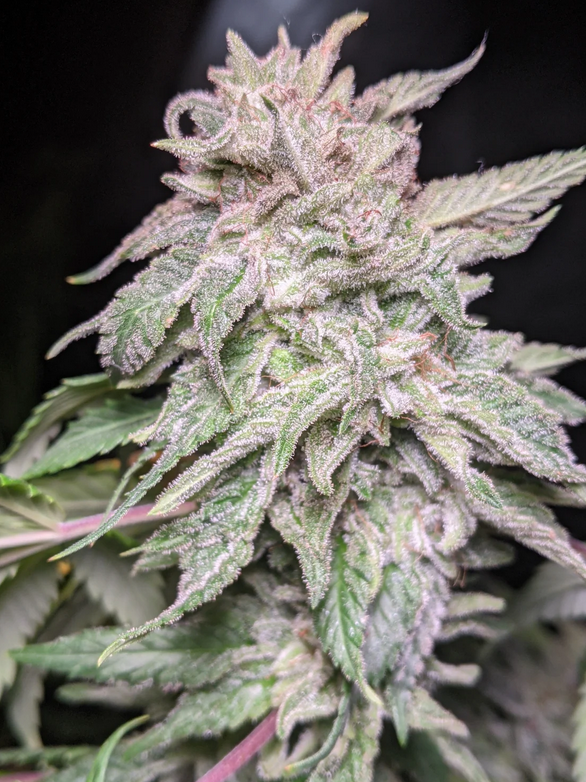 X-Factor OG - 6 Auto Fem Seeds - Twenty20 Mendocino
