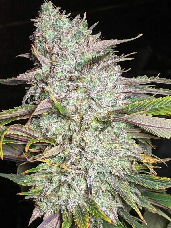 Trizkits - 6 Auto Fem Seeds - Twenty20 Mendocino
