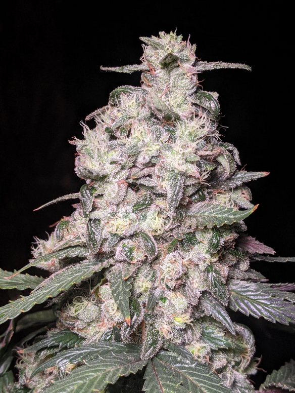 Muchacha Auto - 6 Auto Fem Seeds - Twenty20 Mendocino