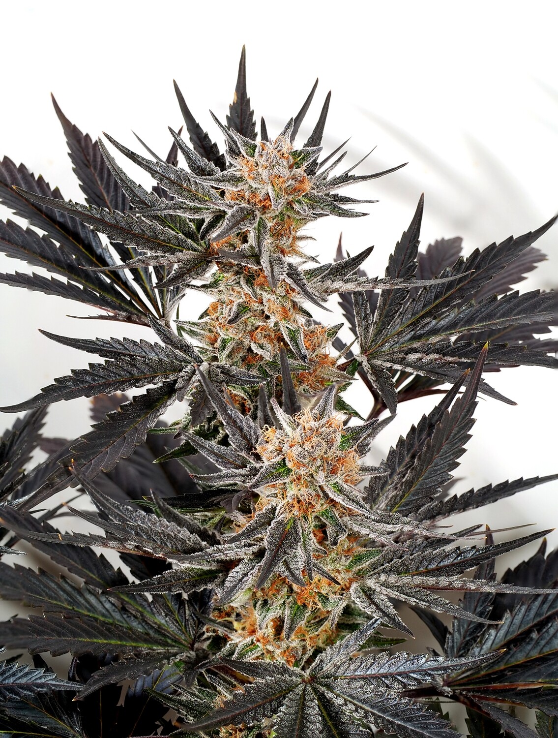 Michighani - 11 Regular Seeds - Cosmic Wisdom