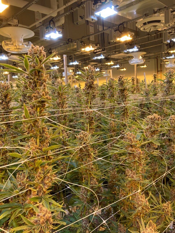 PuTang S1 - 100 Feminized Seeds - BULK SEED - Mass Medical Strains
