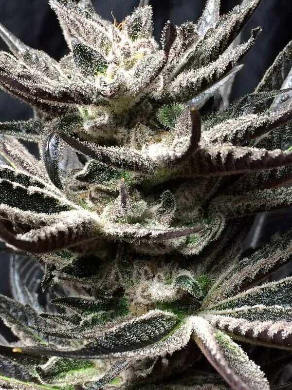 Blue Afghani - 12 Regular Seeds - Jordan of the Islands