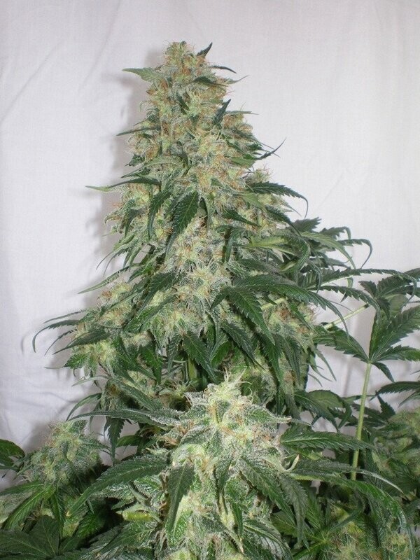 Blue Amnesia Haze - 12 Regular Seeds - Jordan of the Islands