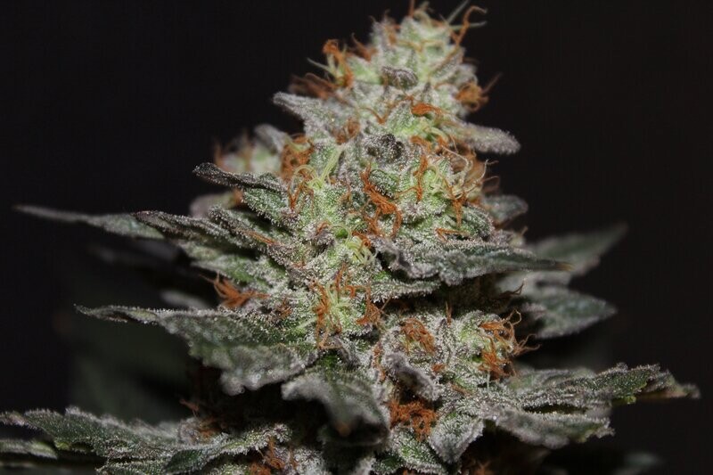 Northern Lights - 12 Regular Seeds - Jordan of the Islands