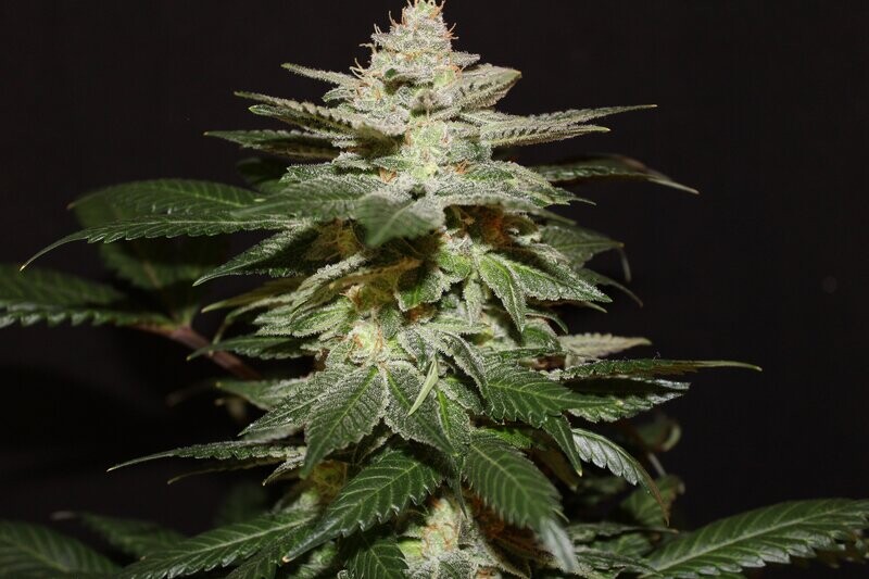 Sensi Star - 12 Regular Seeds - Jordan of the Islands