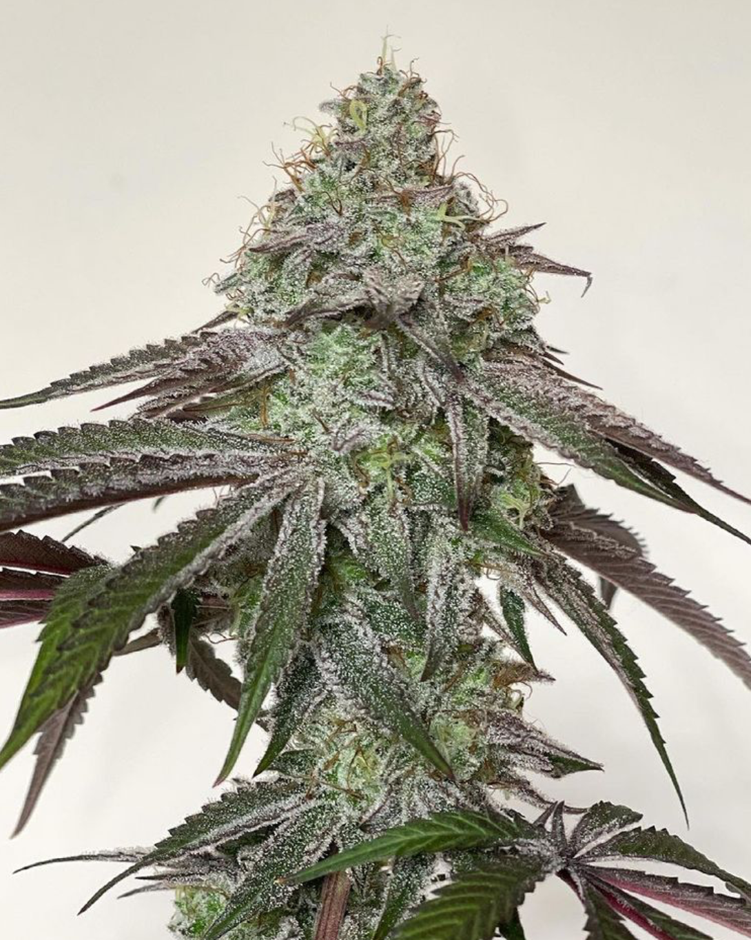 Stomper Express - 12 Regular Seeds - Sunken Treasure - Plus Freebie 10 Seeds GCP (gg4 x cookie x purp)