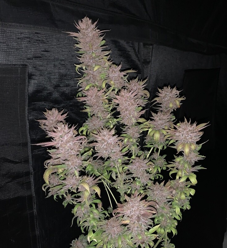 Grape Pupil - 500 Feminized Seeds - BULK SEEDS - Mass Medical Strains