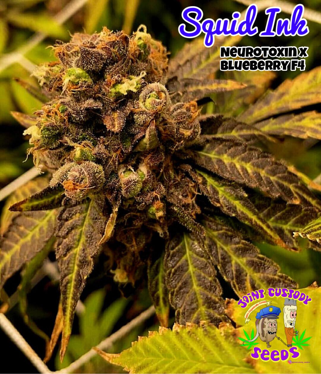 Squid Ink - 15 Regular Seeds - Includes Chocolate Swabi Freebie Inside - Joint Custody Seeds