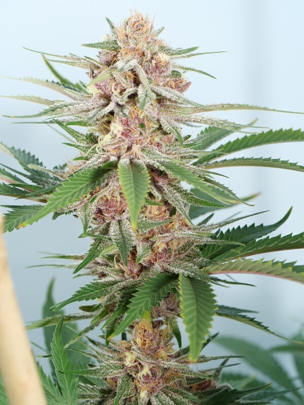 Drippy Eye S1 Feminized - 7 Feminized Seeds - Mass Medical Strains