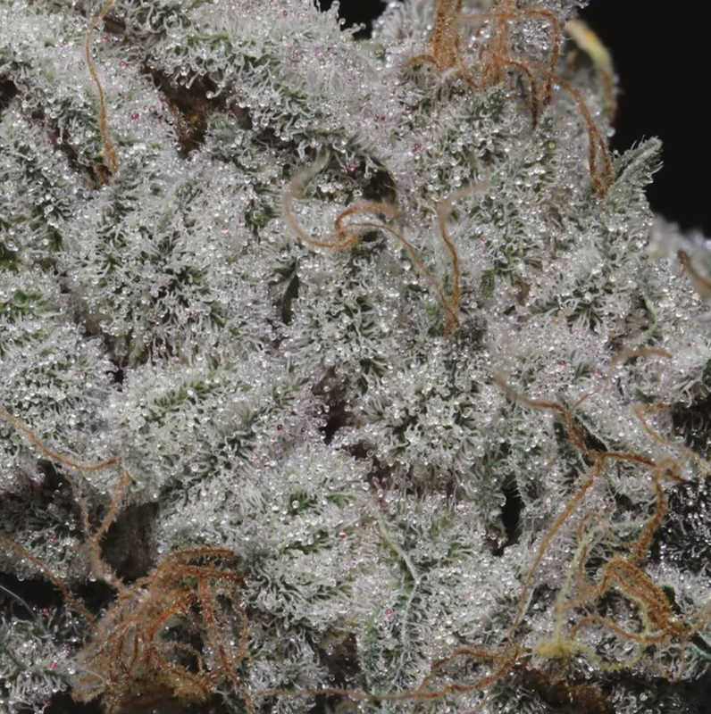 Vidamints - 6 Auto Fem Seeds - Twenty20 Mendocino