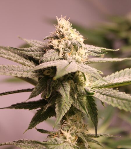 Stop the Car! - 12 Feminized Seeds - Annunaki Genetics