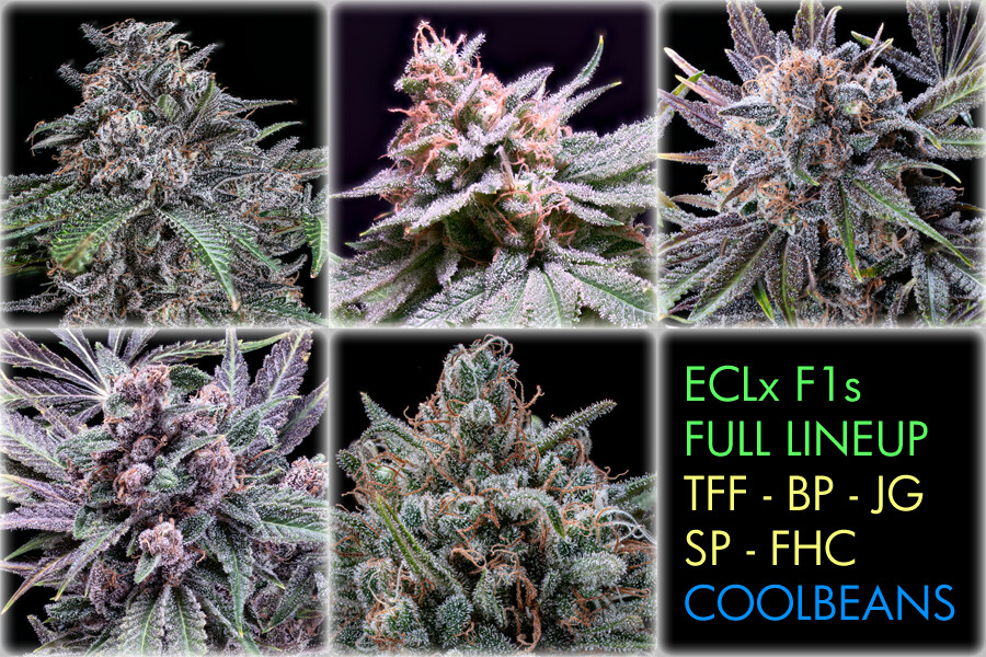 ECL x F1s Full Lineup - 35 Regular Seeds - 5 Strains - East Coast Cultivars - Plus Free Healthcare Freebie Inside!