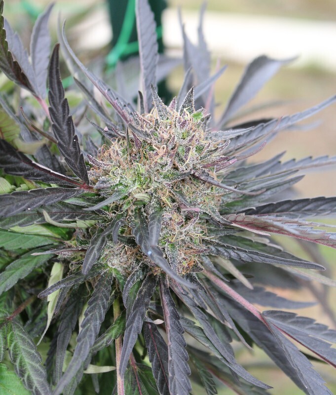 P85 Bx - 12 Regular Seeds - Annunaki Genetics